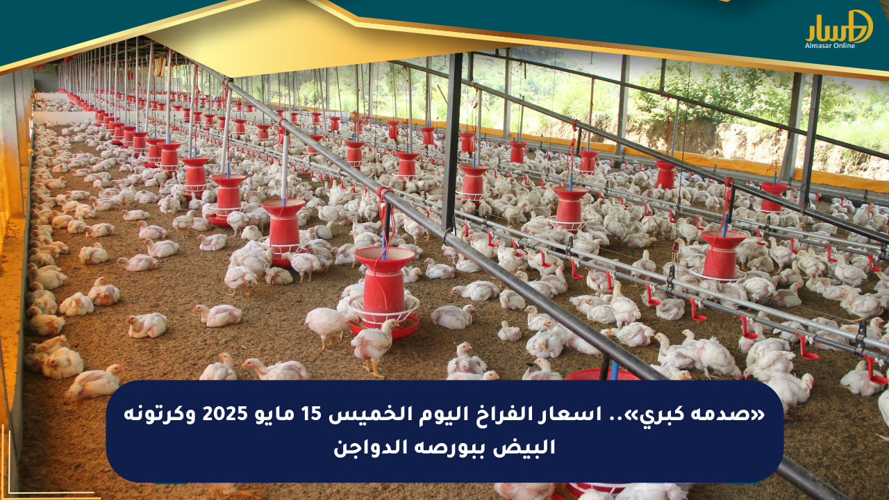 «صدمة كبرى».. أسعار الفراخ اليوم الخميس 15 مايو 2025 وكرتونة البيض ببورصة الدواجن